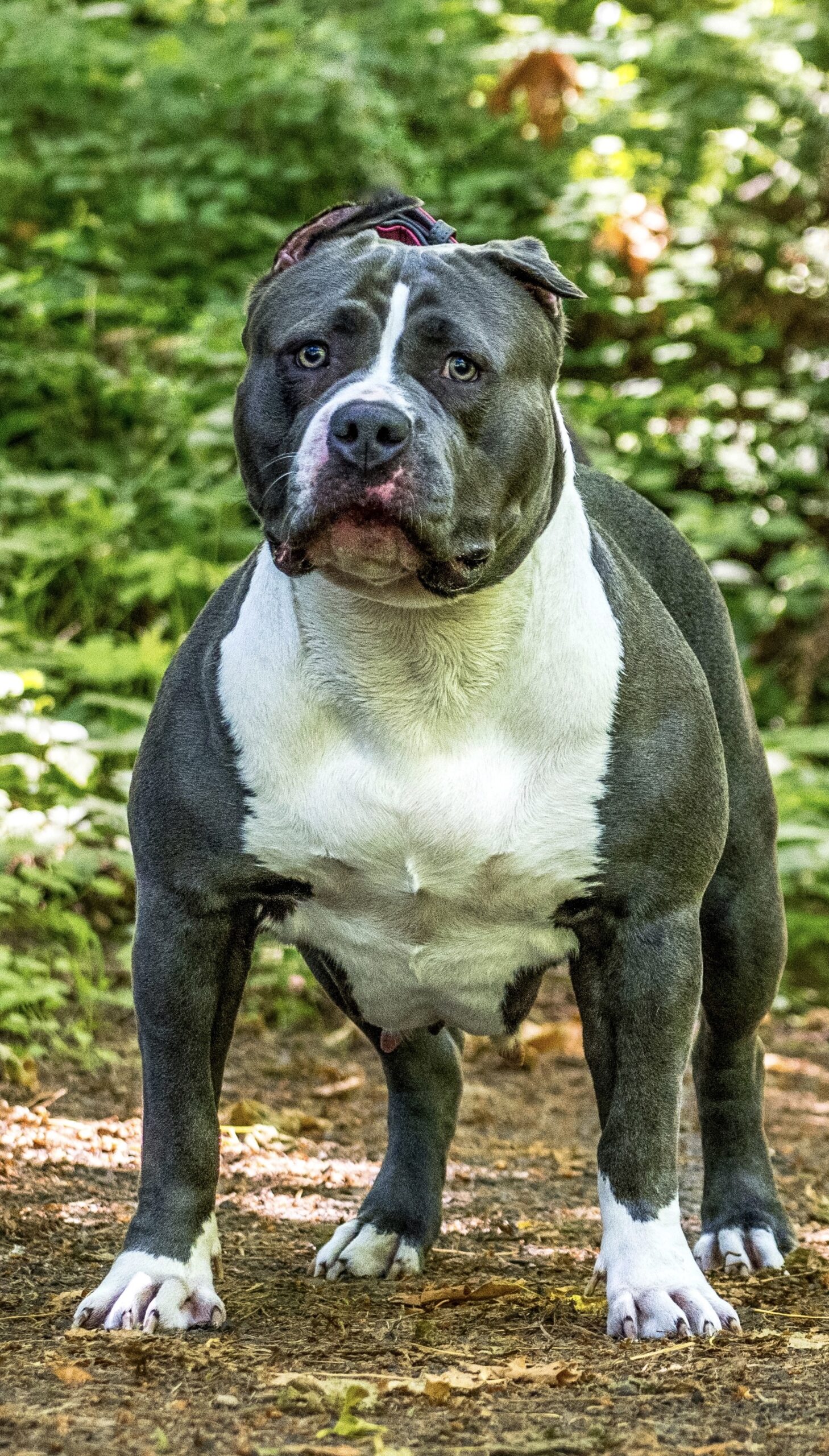Dog Featured Image