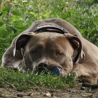 Dog Featured Image