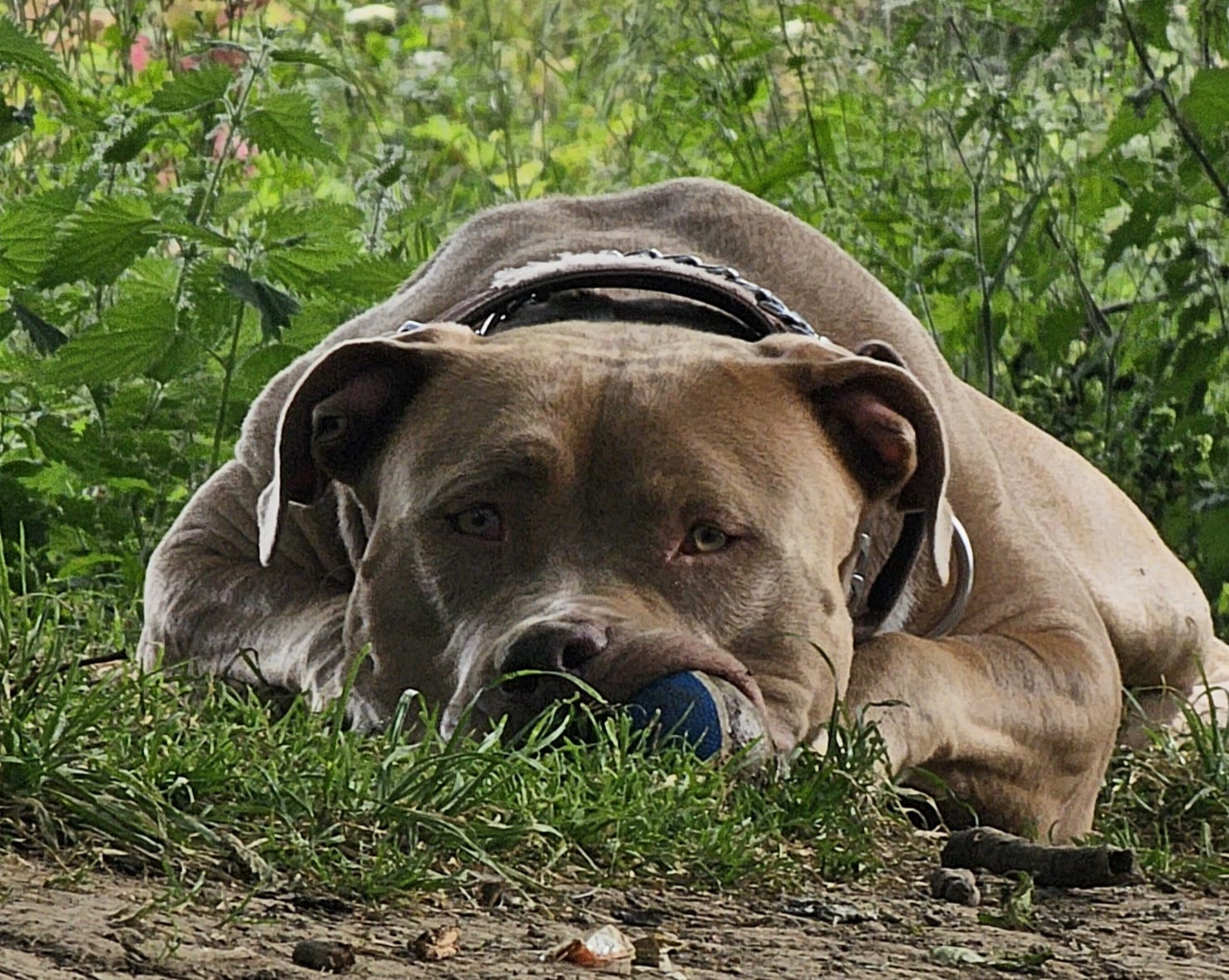 Dog Featured Image