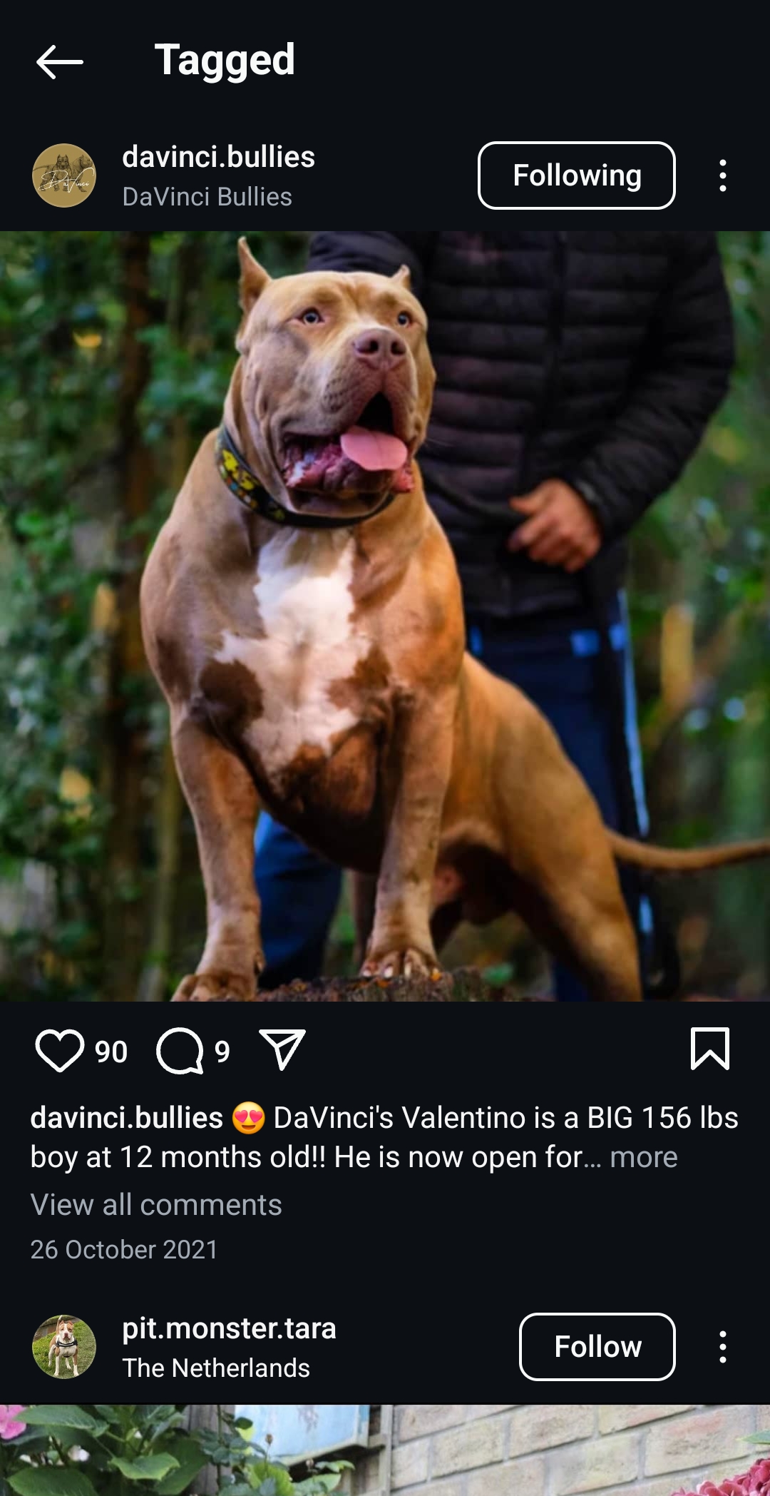 Dog Featured Image