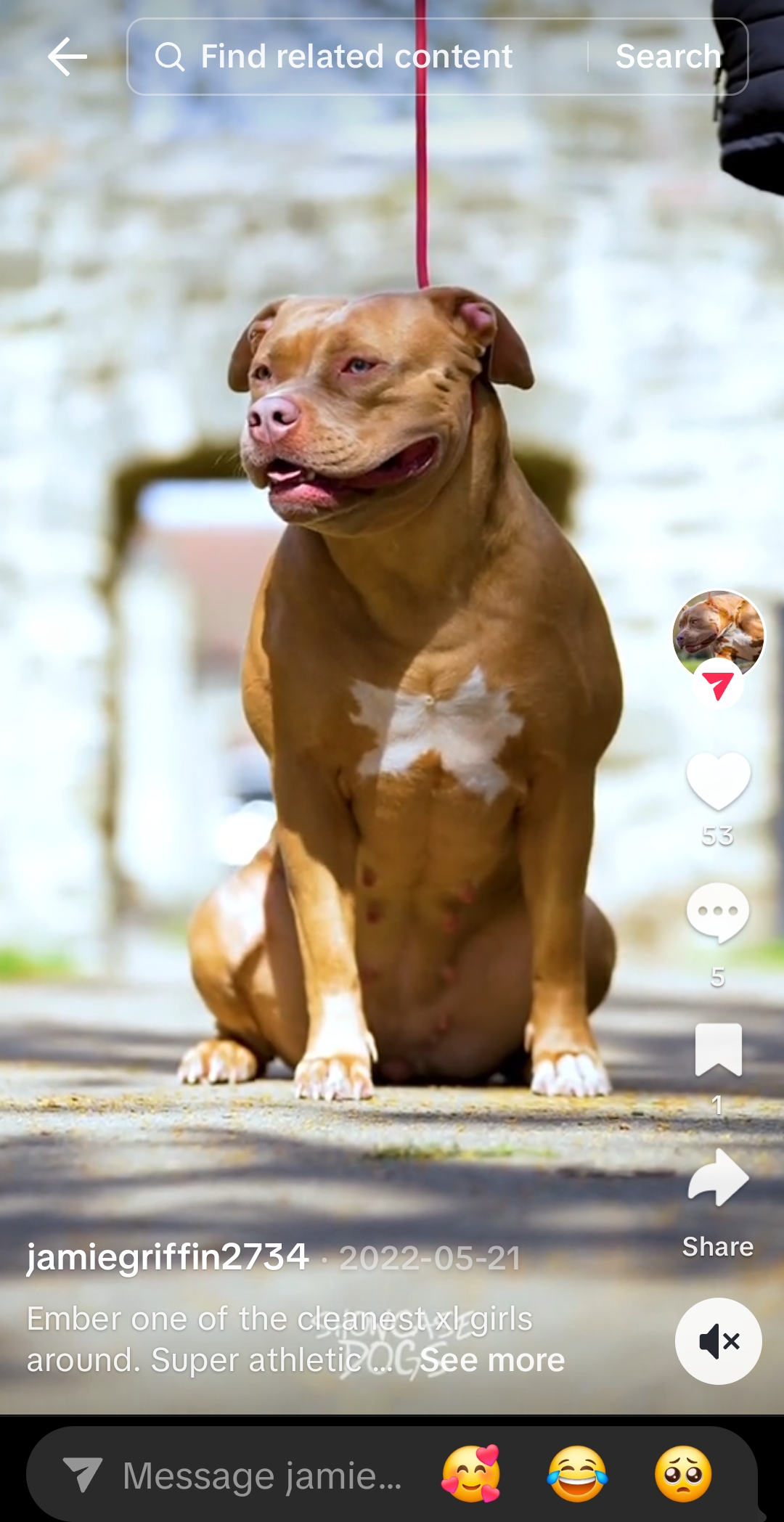Dog Featured Image