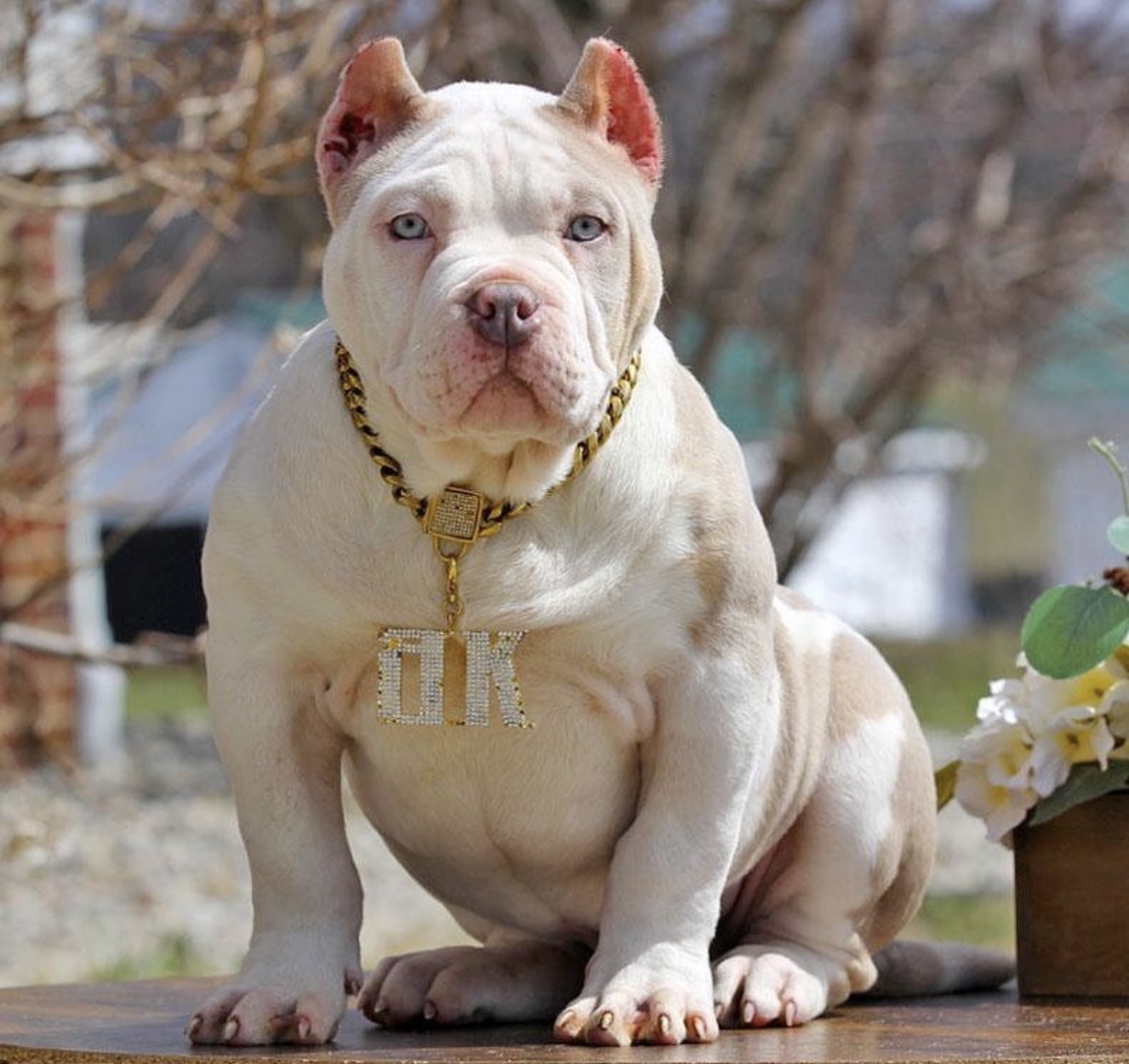 Dog Featured Image