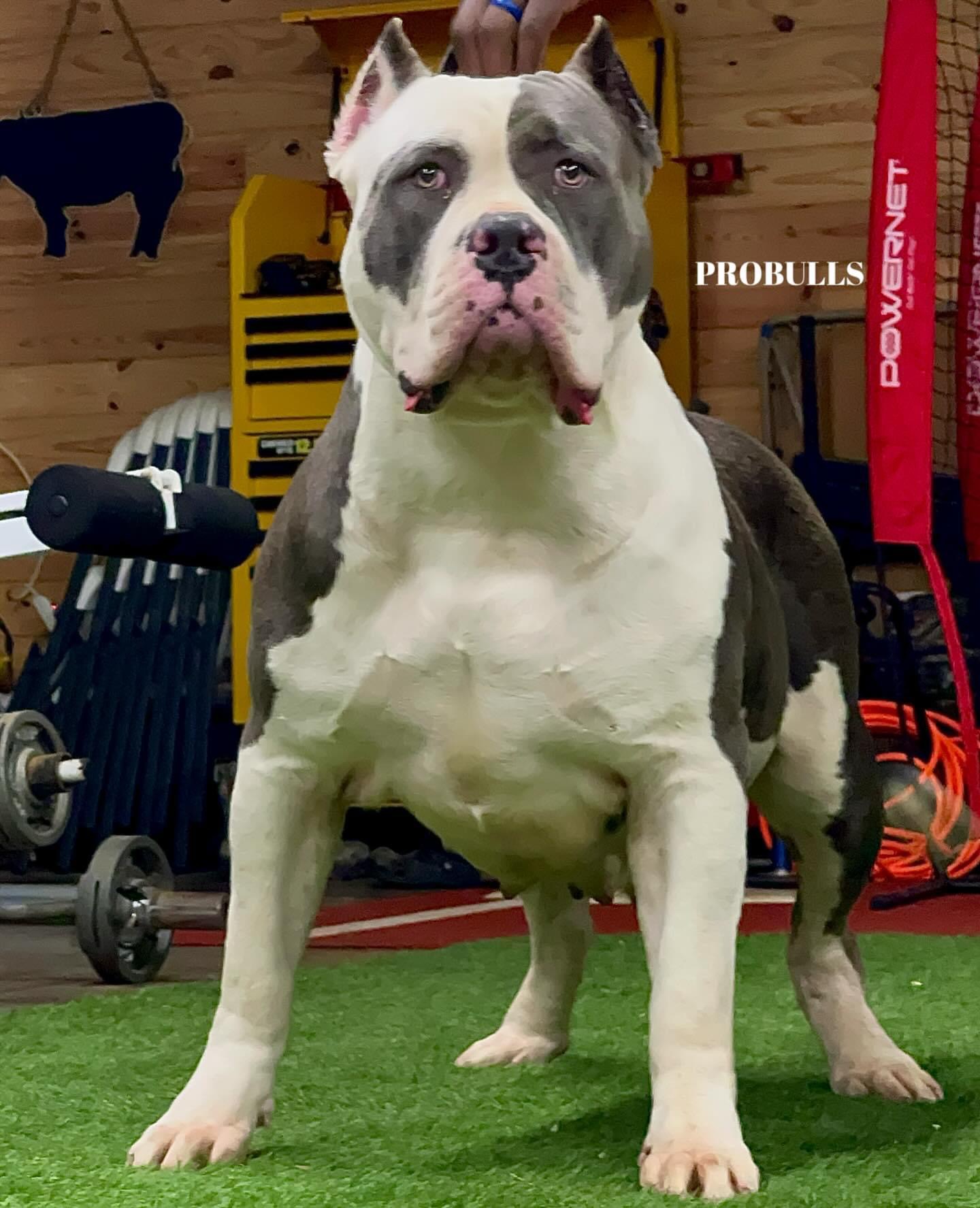 Dog Featured Image