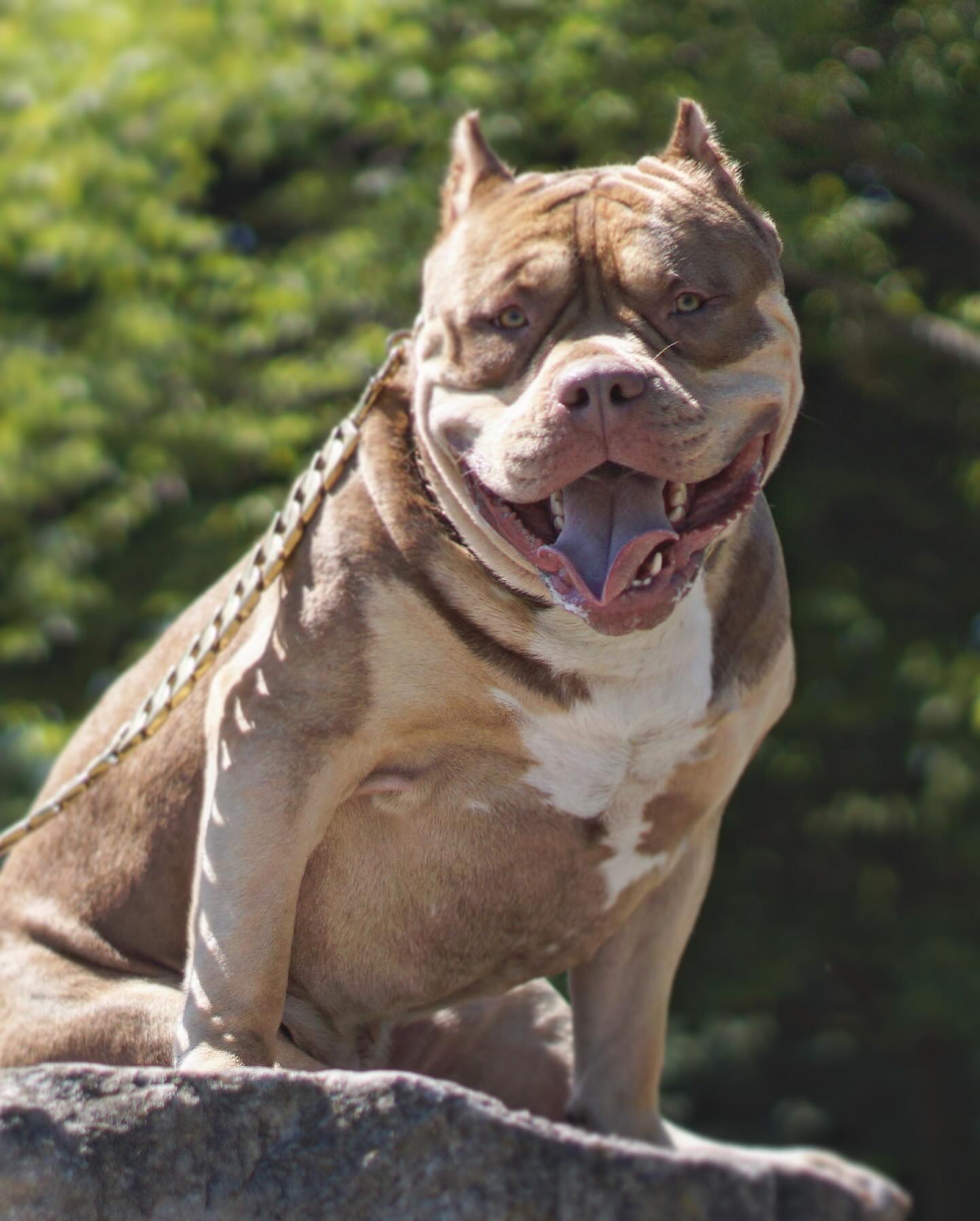 Dog Featured Image