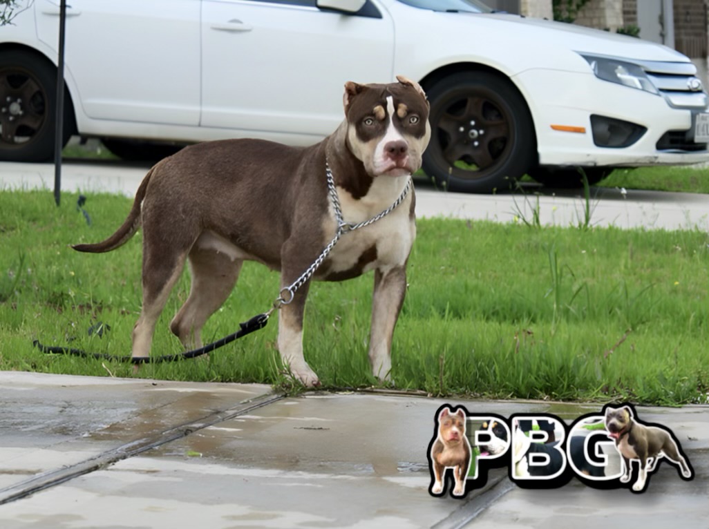 Dog Featured Image