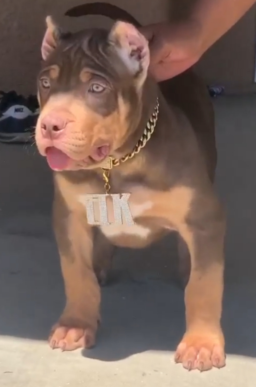 Dog Featured Image