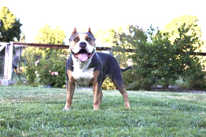 Dog Featured Image