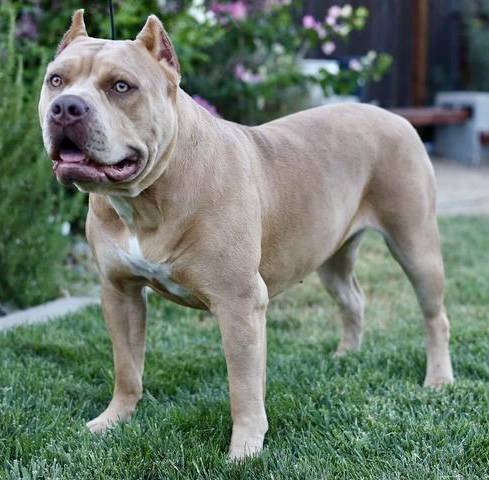 Dog Featured Image
