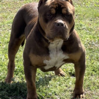 Dog Featured Image