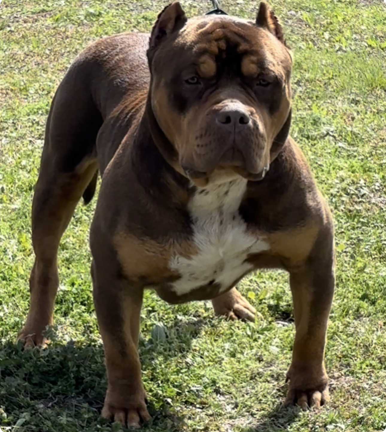 Dog Featured Image
