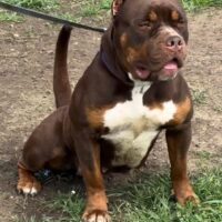 Dog Featured Image