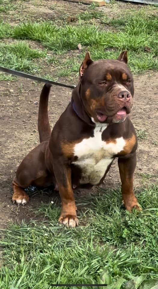 Dog Featured Image