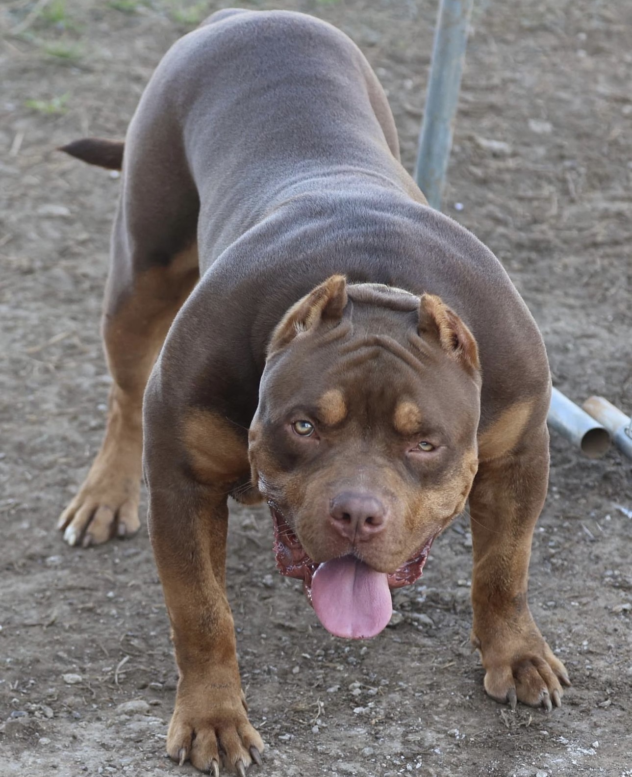 Dog Featured Image