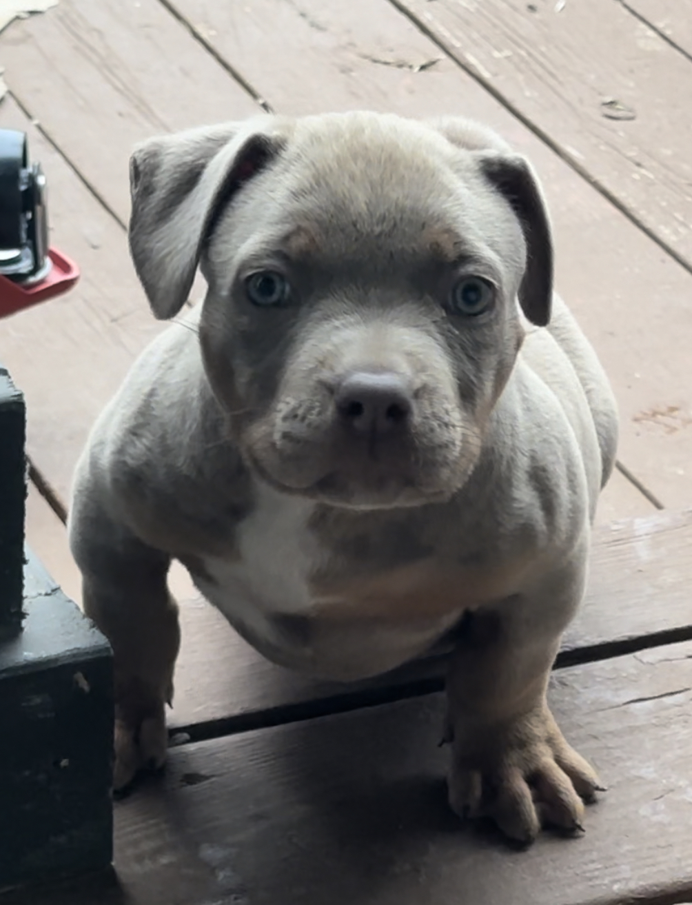 Dog Featured Image