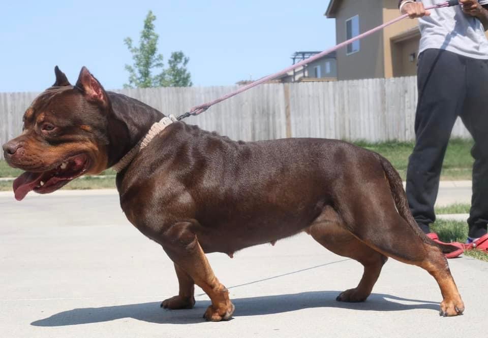 Dog Featured Image