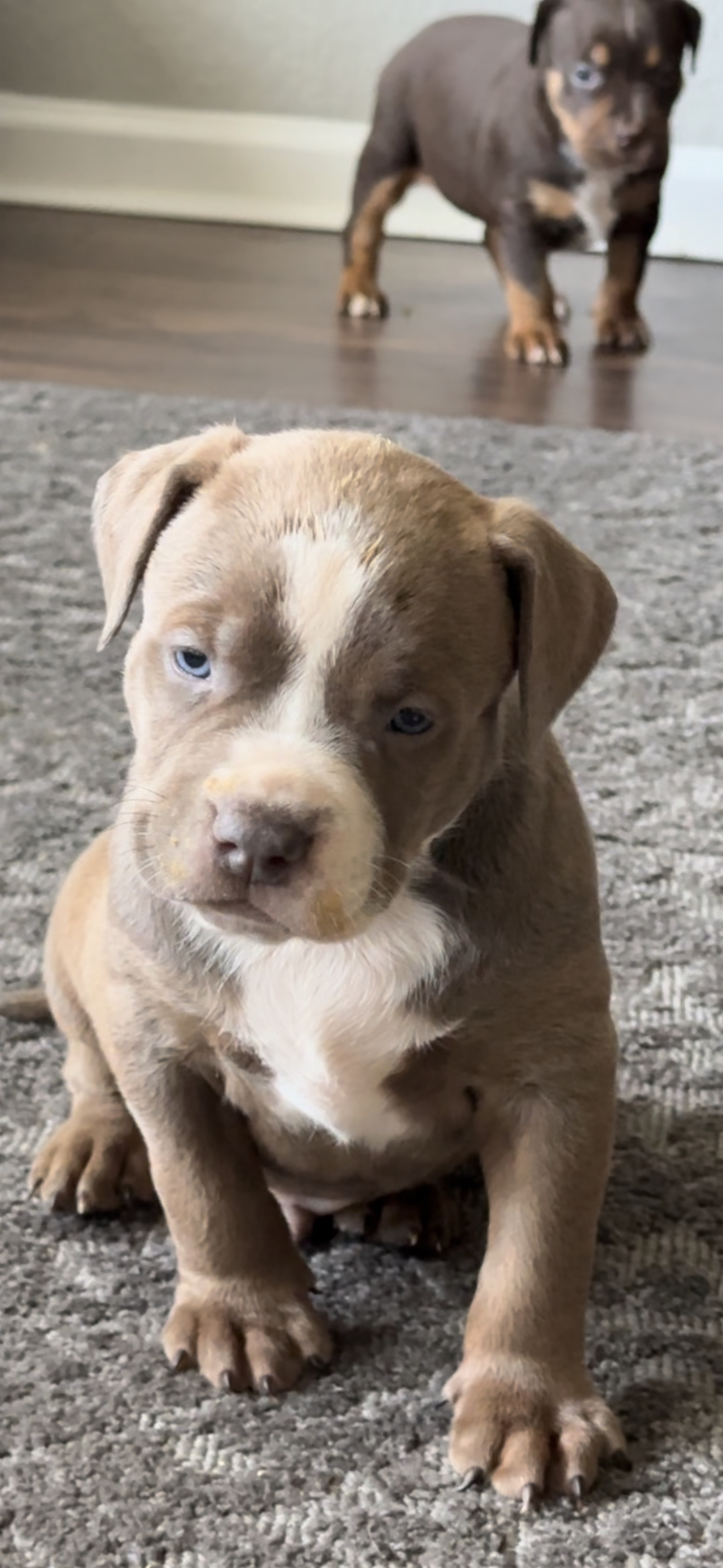 Dog Featured Image