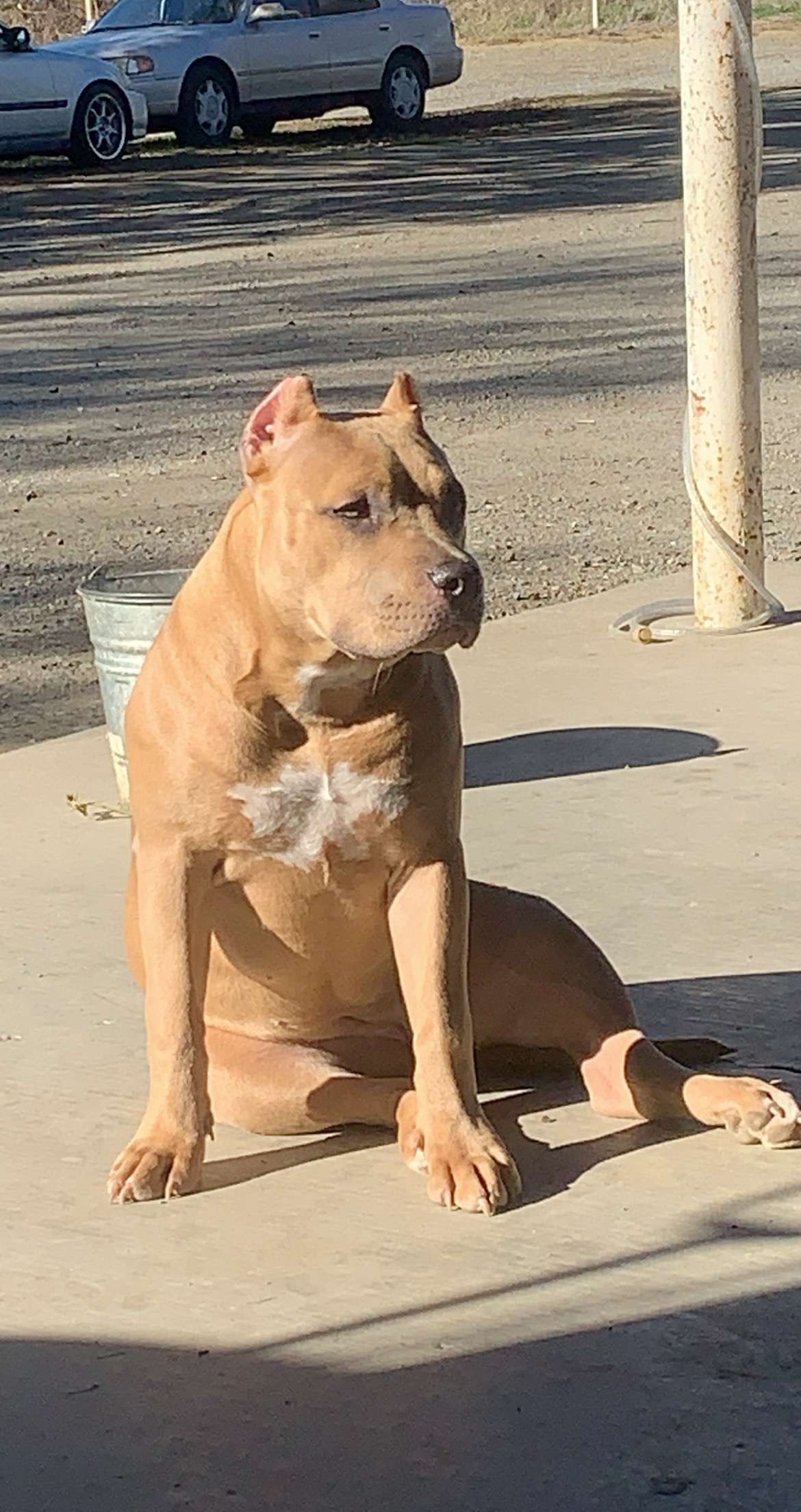 Dog Featured Image