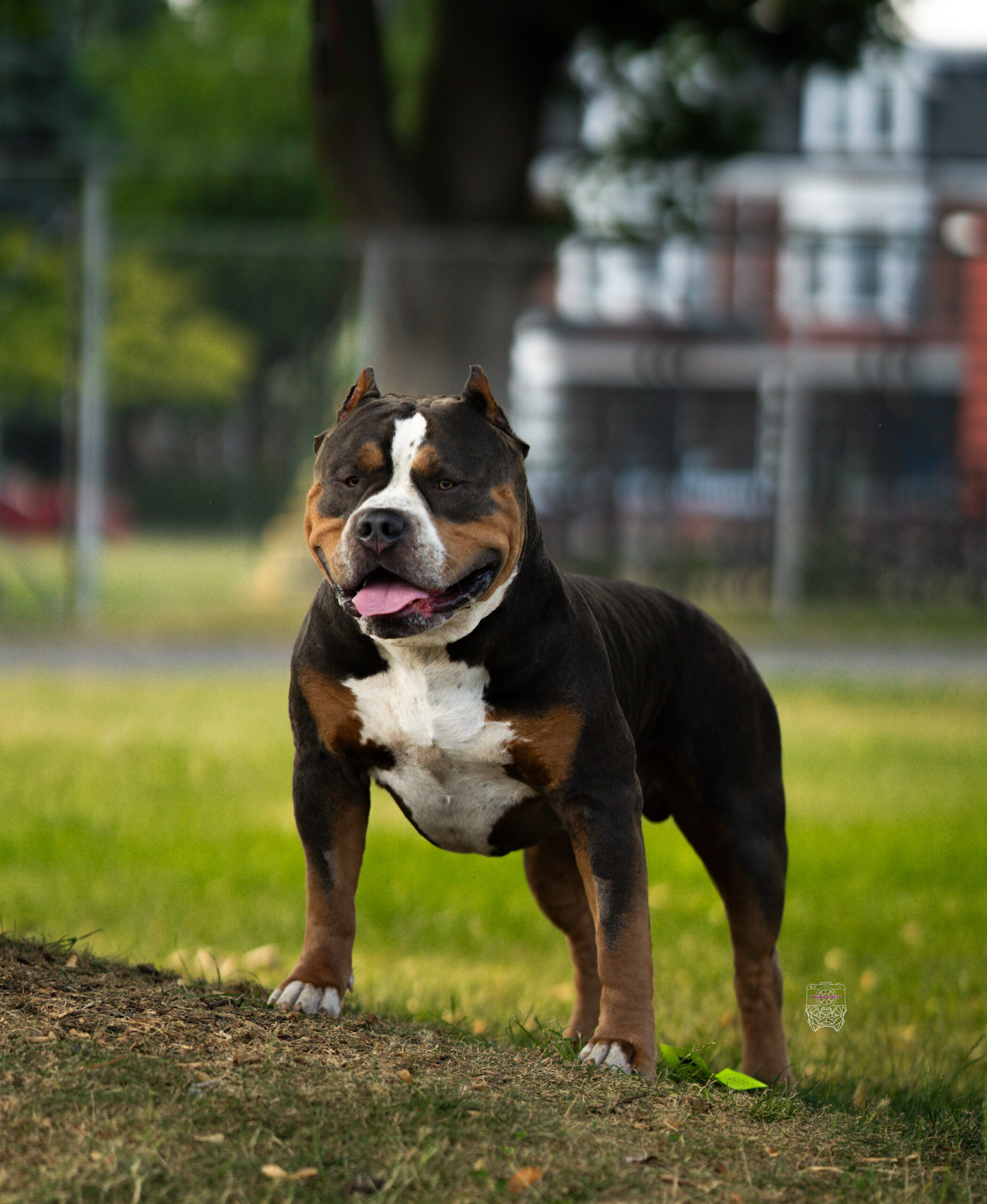 Dog Featured Image