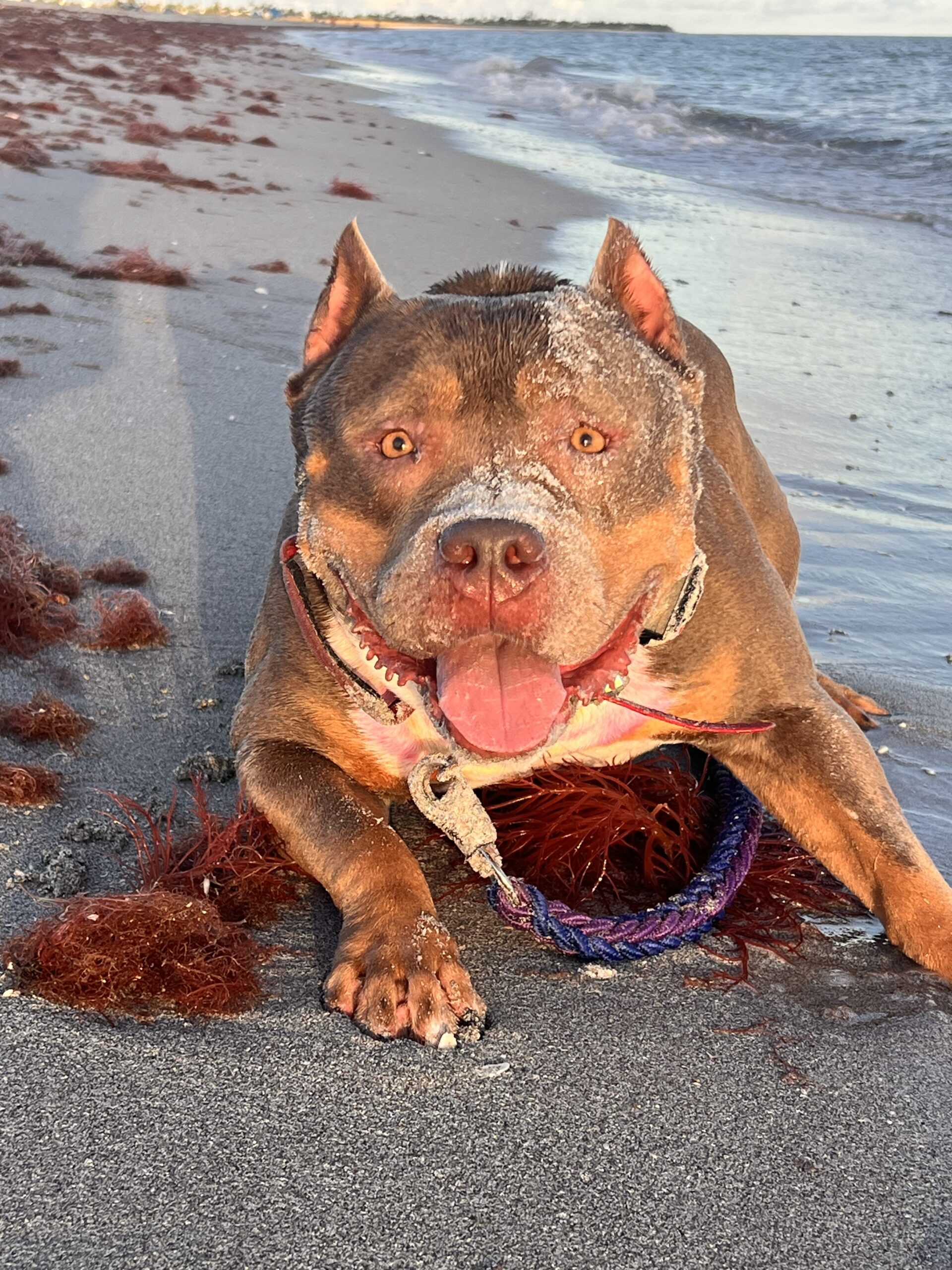 Dog Featured Image