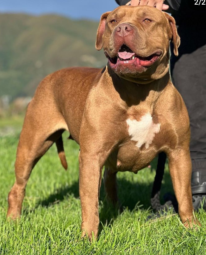 Dog Featured Image