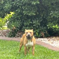 Dog Featured Image