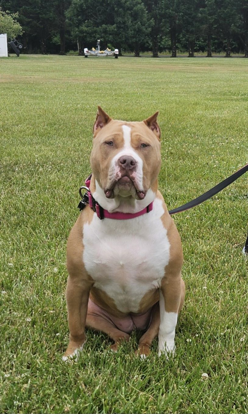 Dog Featured Image