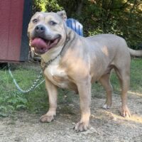 Dog Featured Image