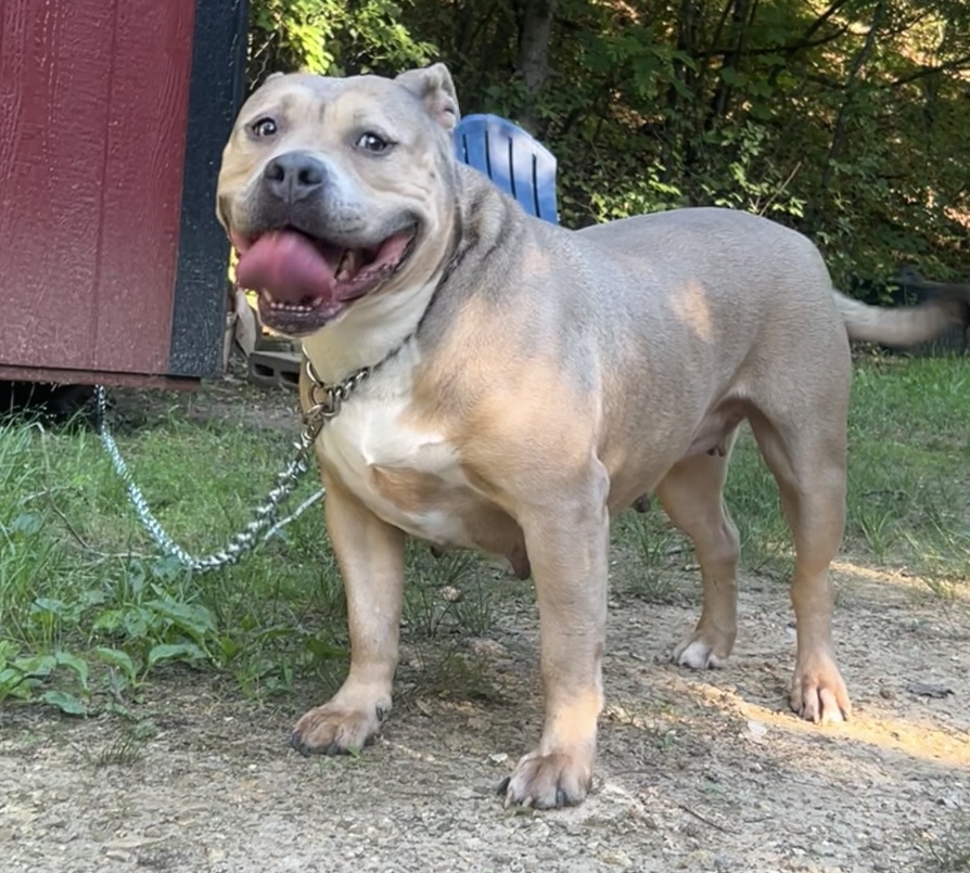 Dog Featured Image