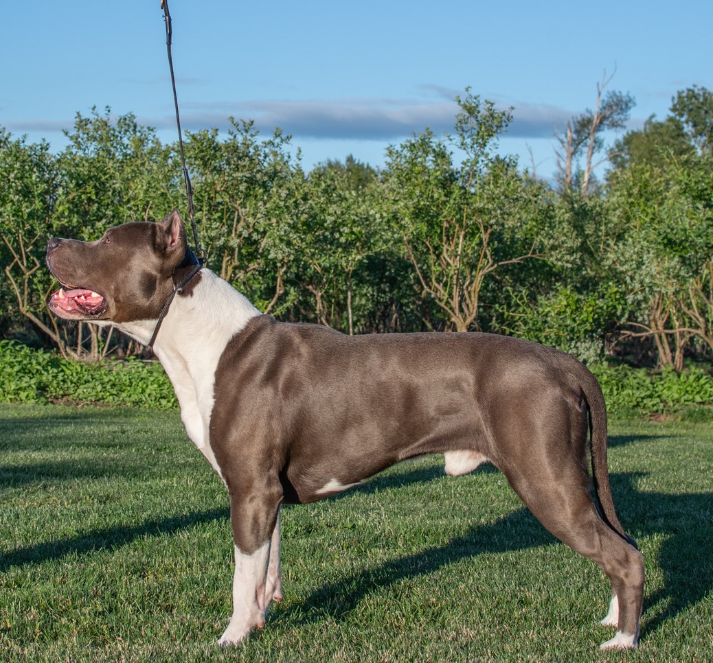 Dog Featured Image