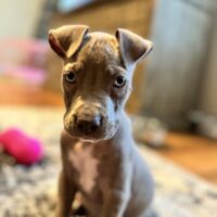 Dog Featured Image