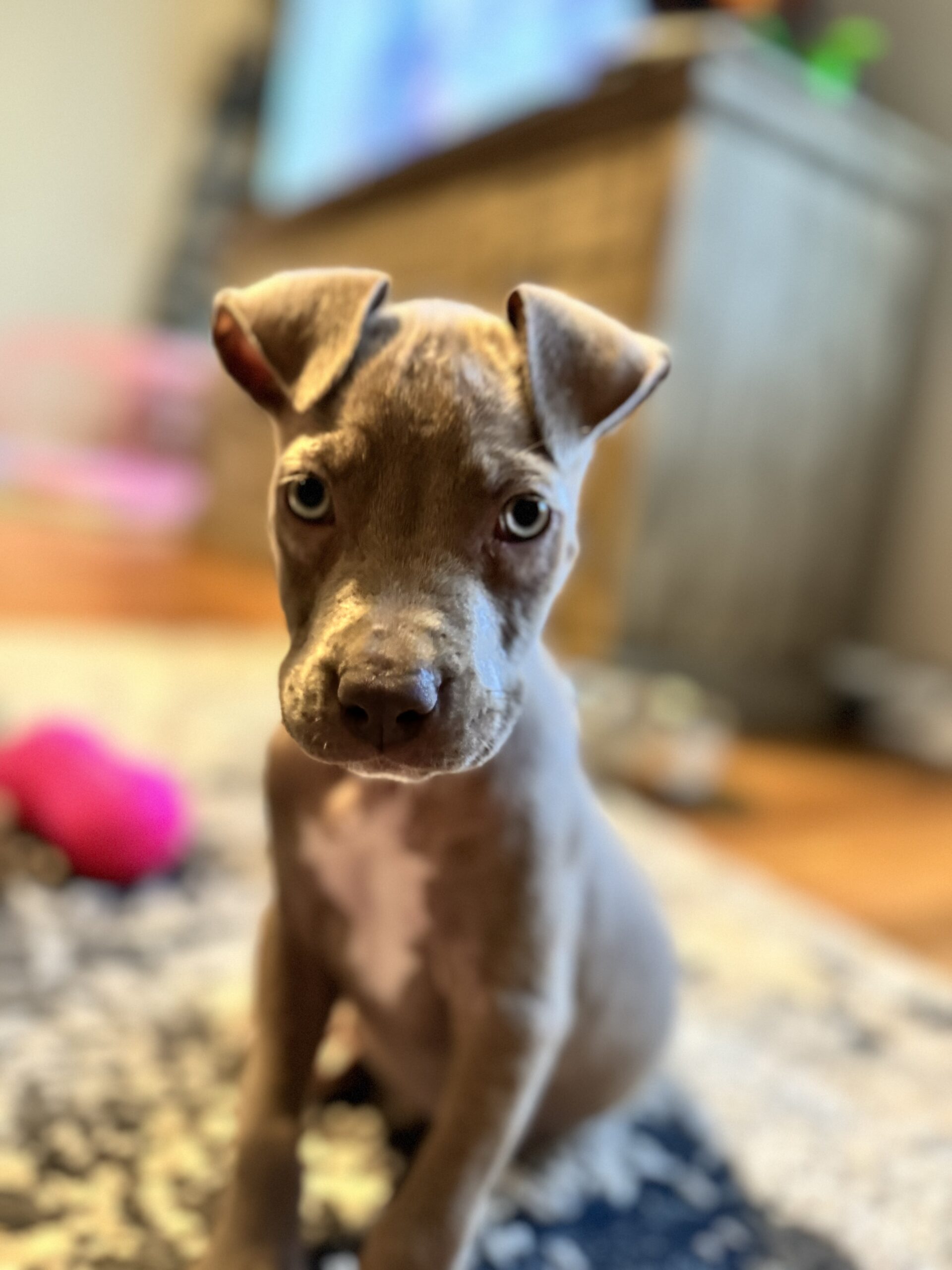 Dog Featured Image
