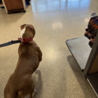 Dog Featured Image