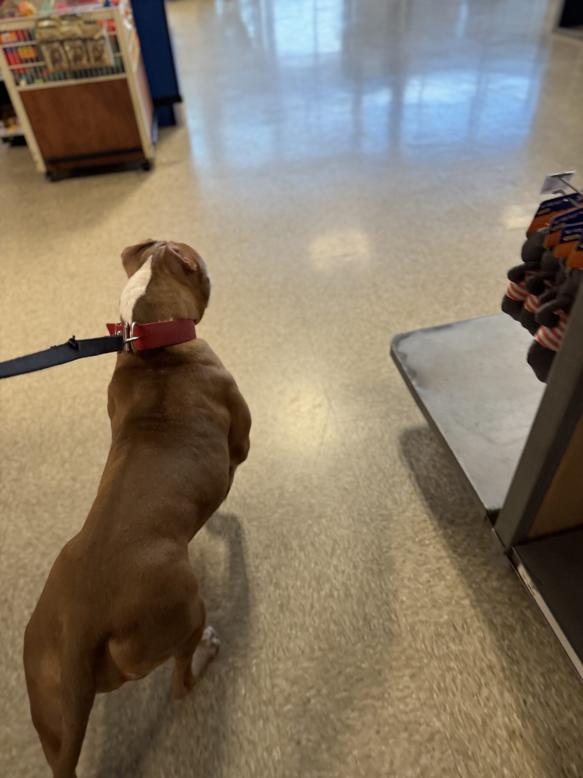 Dog Featured Image
