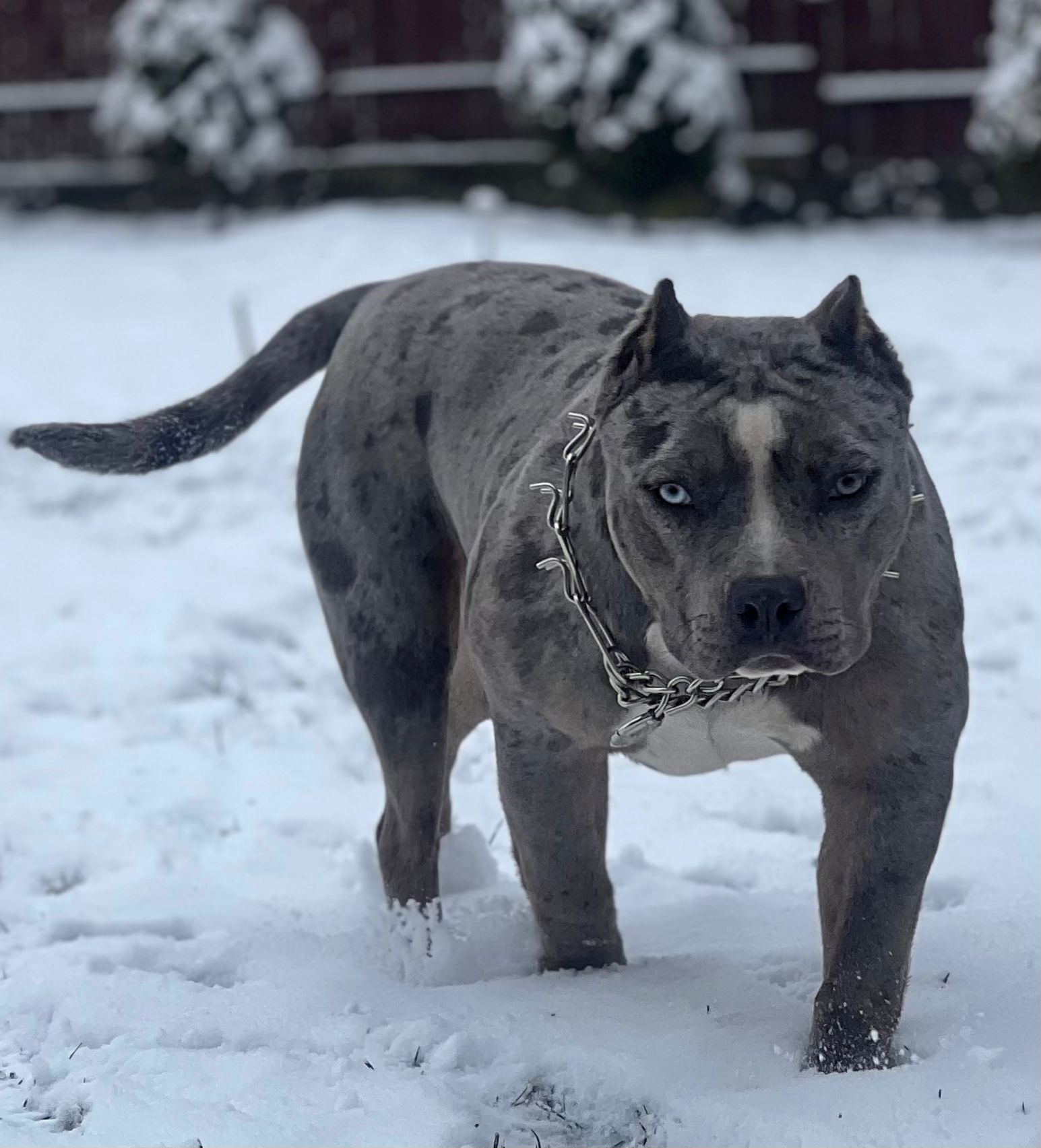 Dog Featured Image