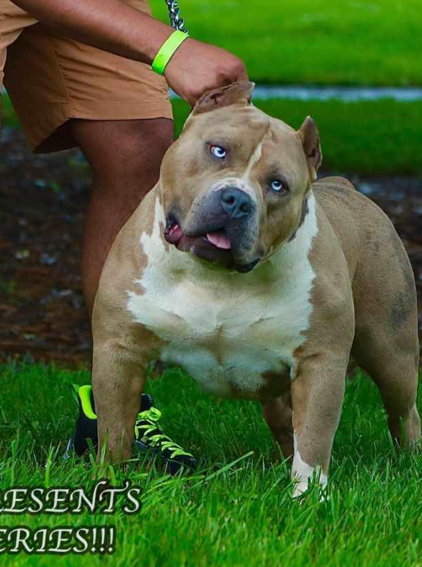 Dog Featured Image