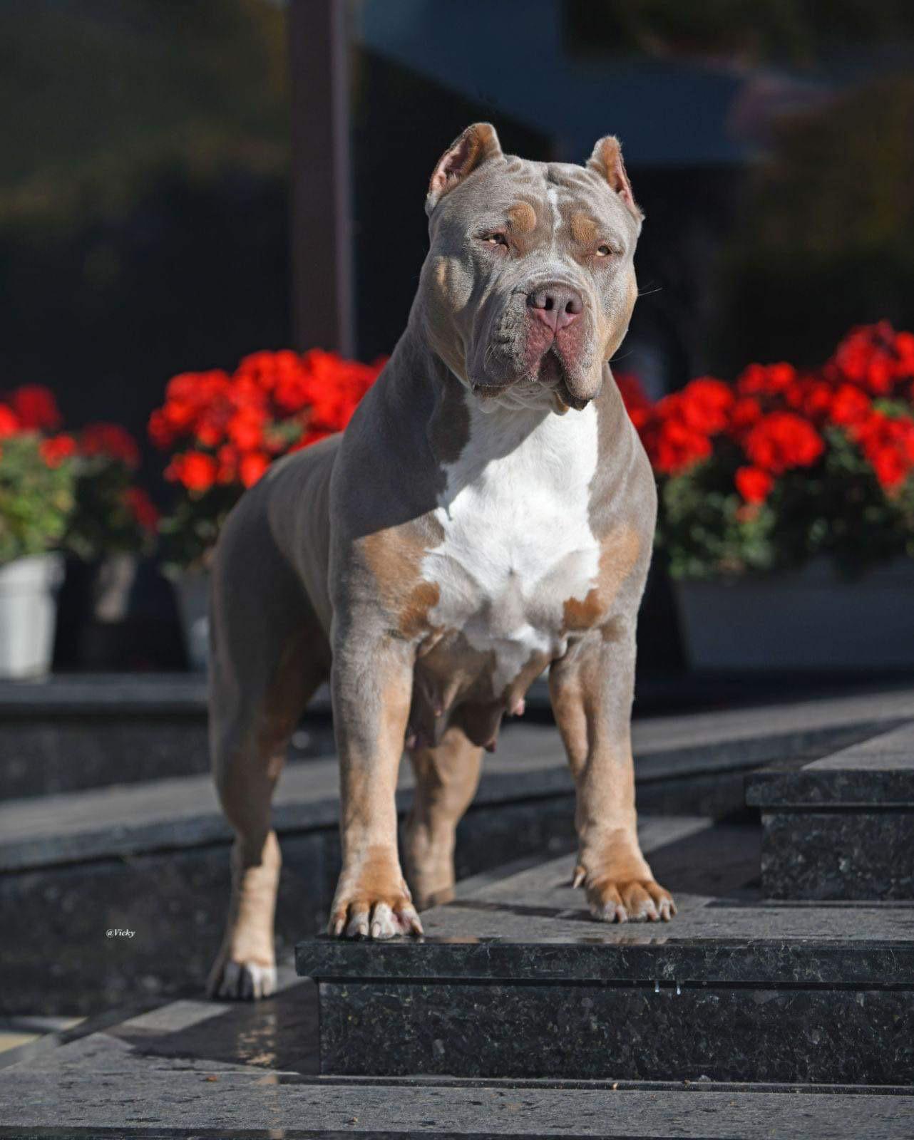 Dog Featured Image