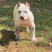 Dog Featured Image