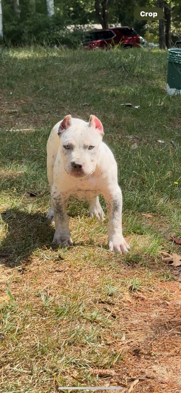 Dog Featured Image