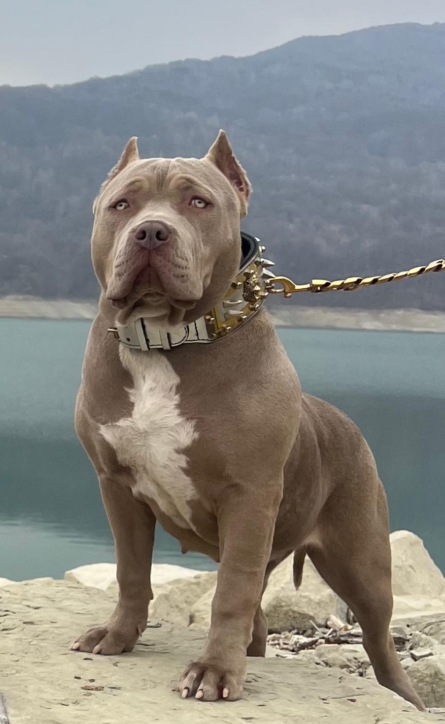 Dog Featured Image