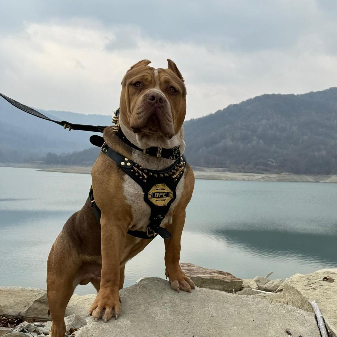 Dog Featured Image