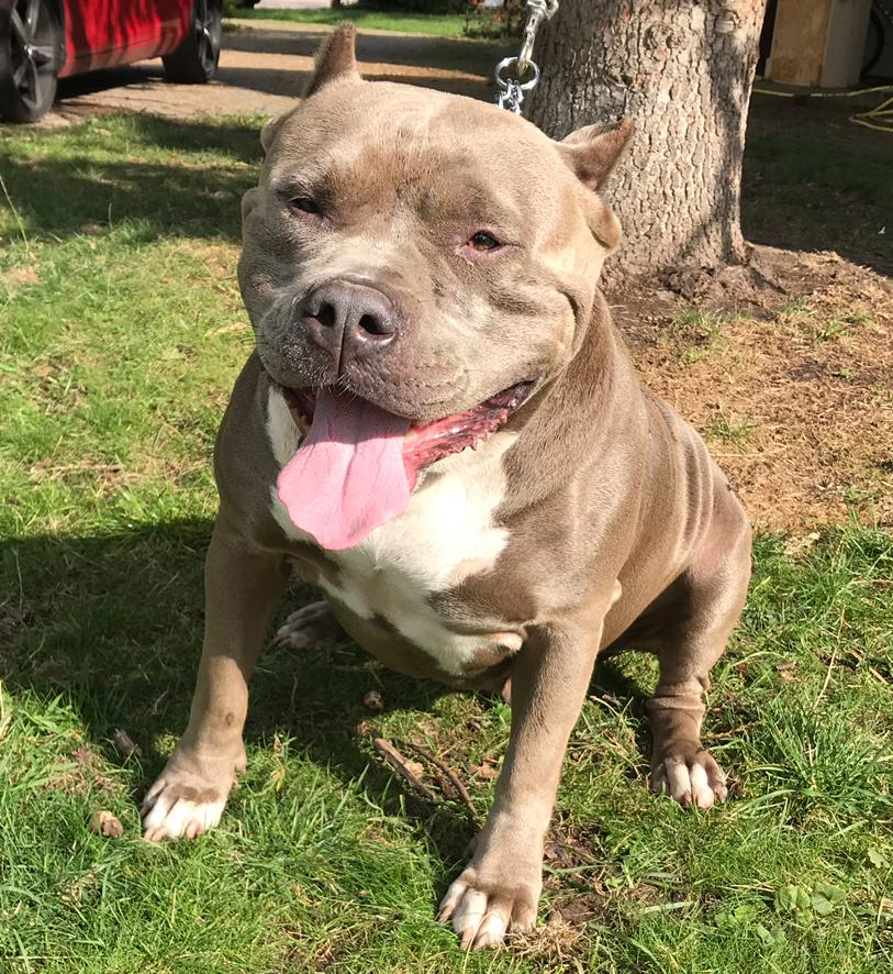 Dog Featured Image