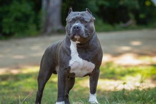Dog Featured Image
