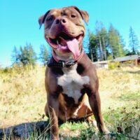 Dog Featured Image