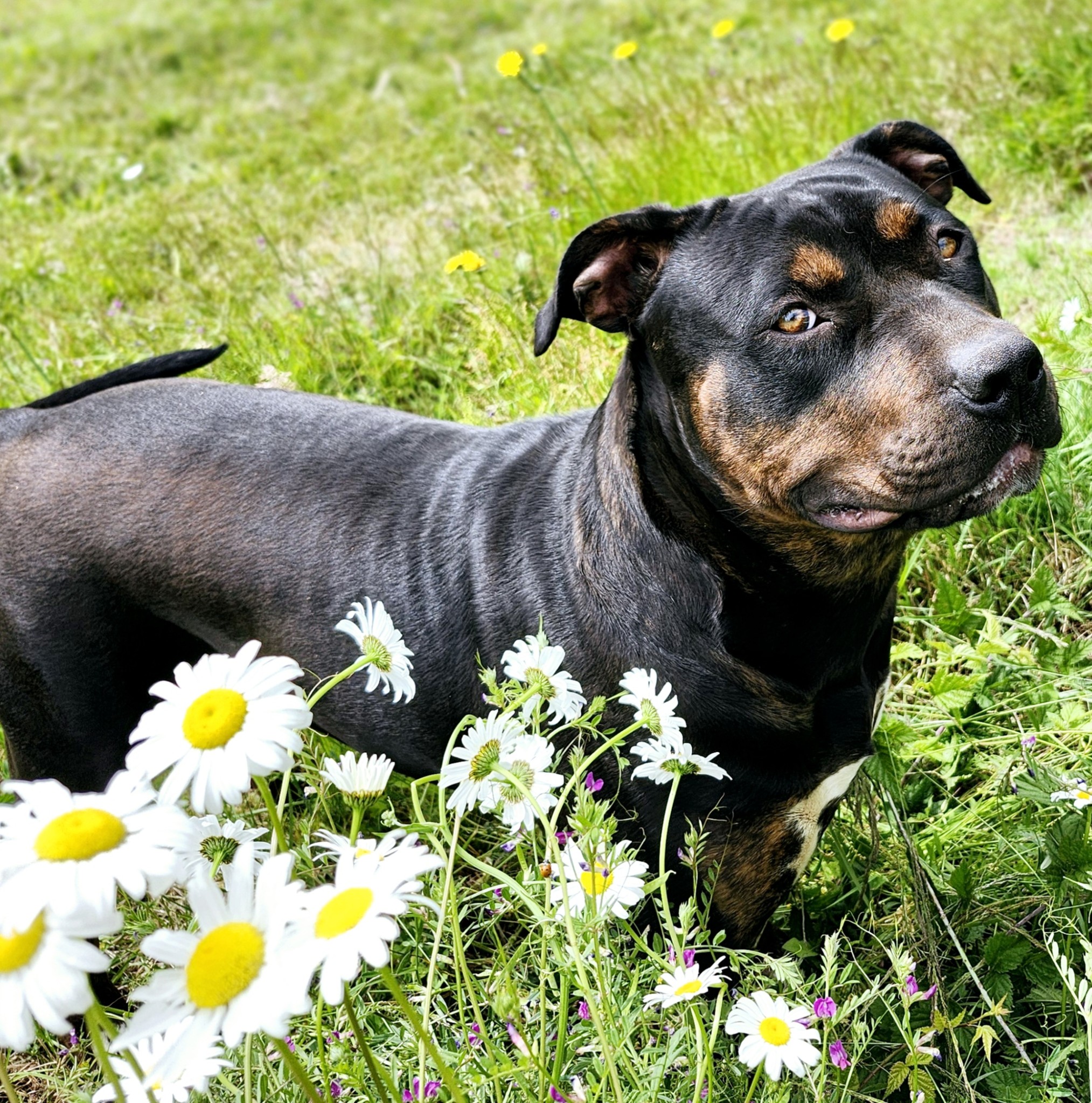 Dog Featured Image