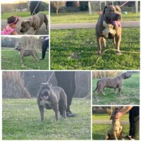 Dog Featured Image