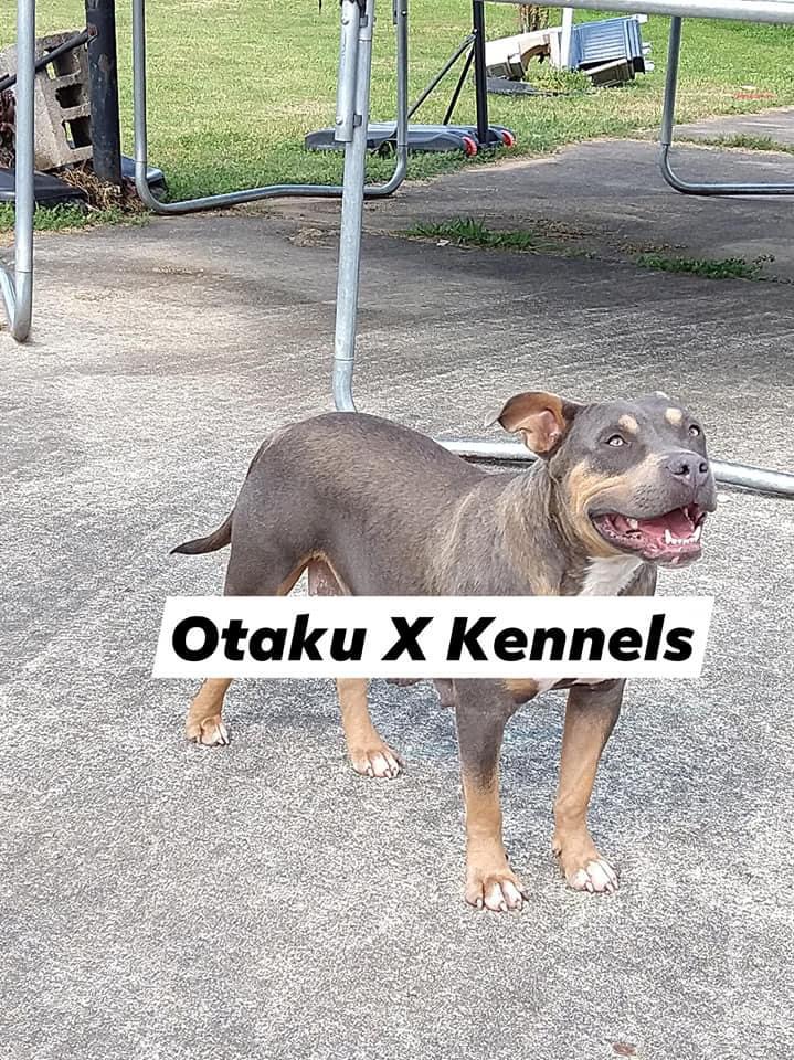 Dog Featured Image