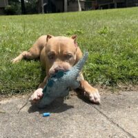 Dog Featured Image