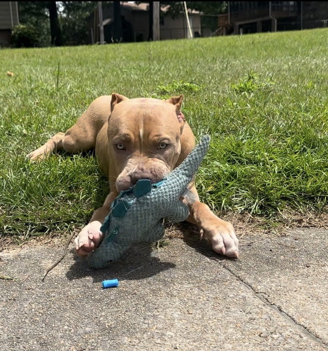 Dog Featured Image