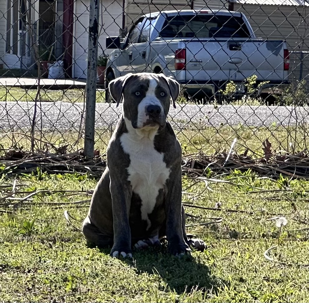 Dog Featured Image