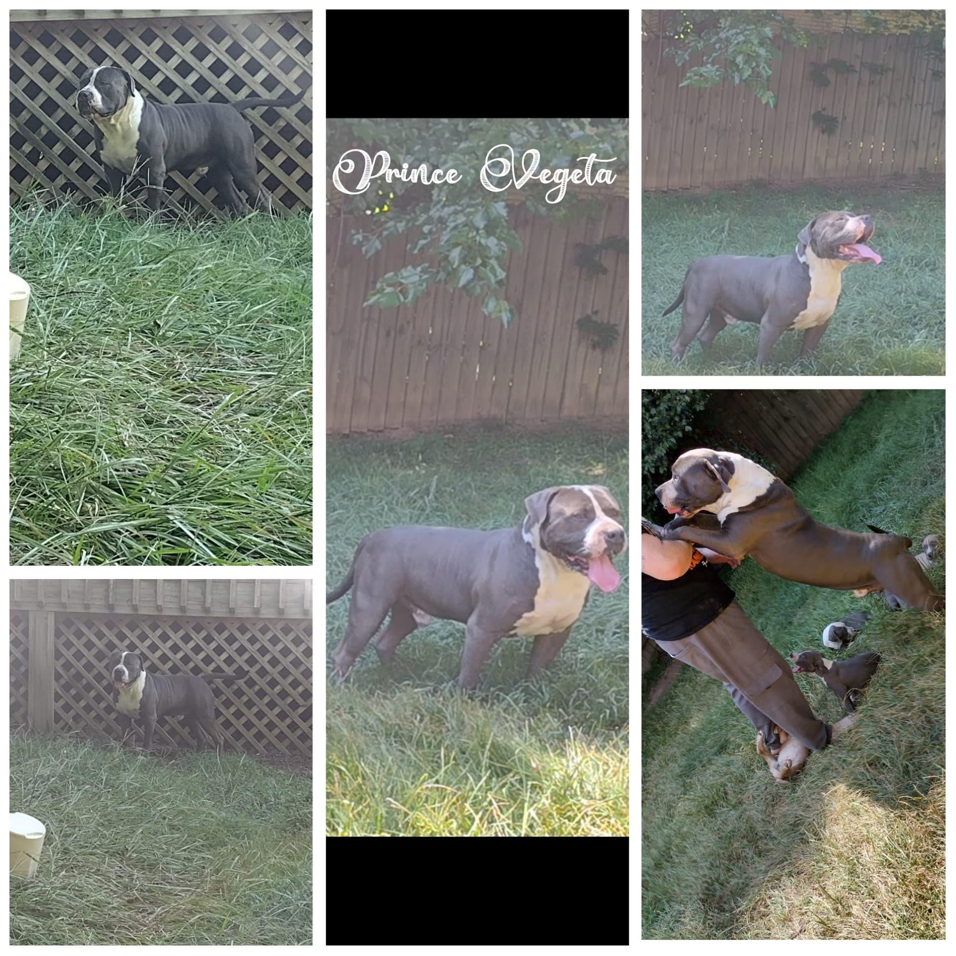 Dog Featured Image